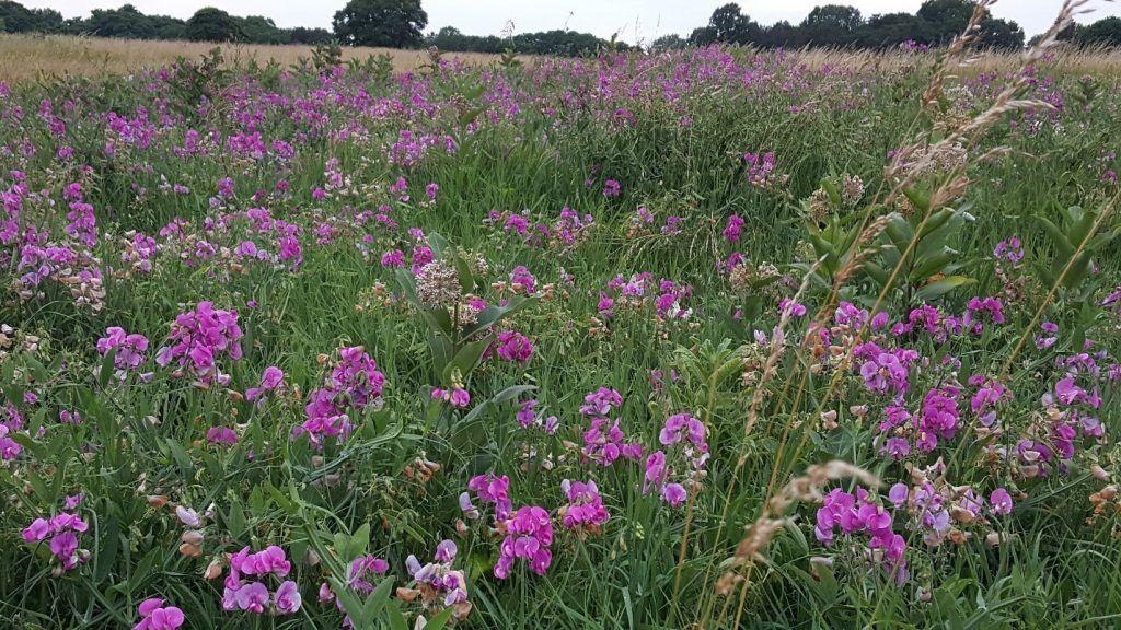 Gosnell The Big Field in Summer